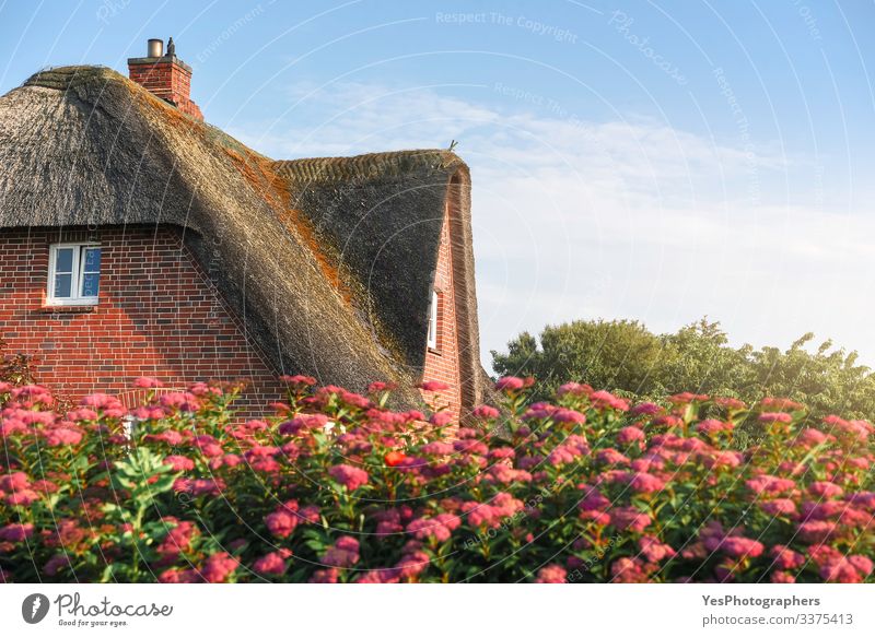 Reetdach eines skandinavischen Hauses mit Rosen auf der Insel Sylt Sommer Garten Natur Schönes Wetter Blume Nordsee Dorf Traumhaus Gebäude Architektur Fassade