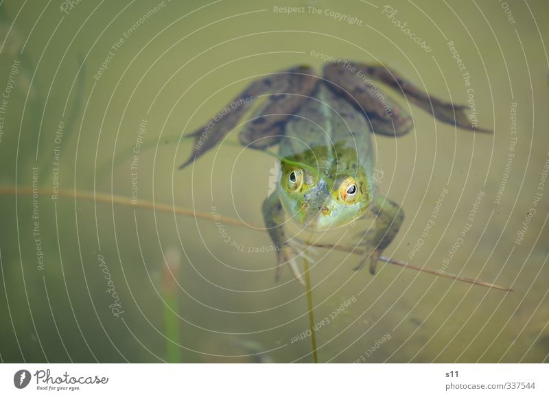 Wetterfrosch Natur Tier Wasser Frühling Garten Teich Frosch Tiergesicht 1 Schwimmen & Baden beobachten festhalten Blick warten gruselig kalt lustig schleimig