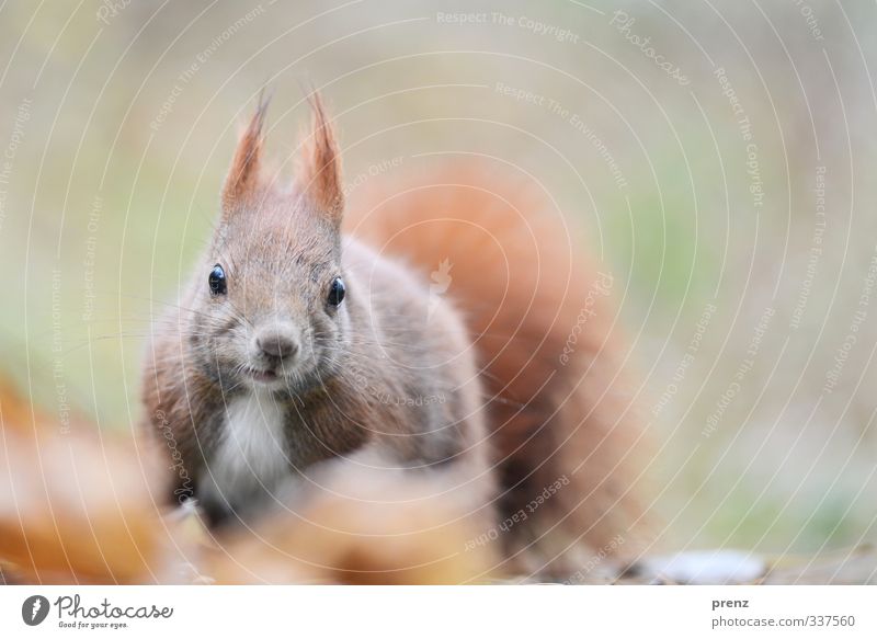 Blick Umwelt Natur Tier Wildtier 1 braun grün Eichhörnchen Blick in die Kamera Farbfoto Außenaufnahme Menschenleer Textfreiraum rechts Tag