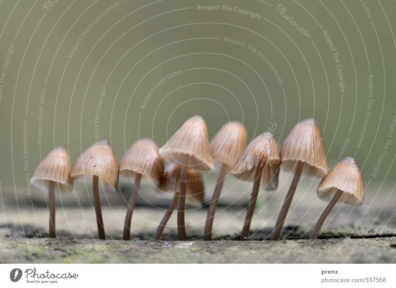 Linedance Umwelt Natur Pflanze Herbst grau grün Pilz mehrere Linie Farbfoto Außenaufnahme Menschenleer Textfreiraum oben Tag Schwache Tiefenschärfe