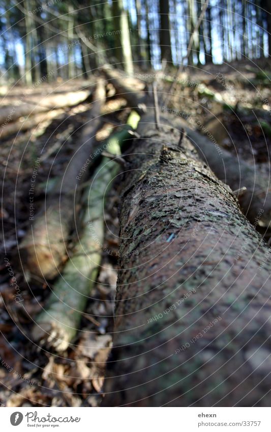 Longside!? Baum:) Wald Baumstamm Blatt Unschärfe Ast Perspektive