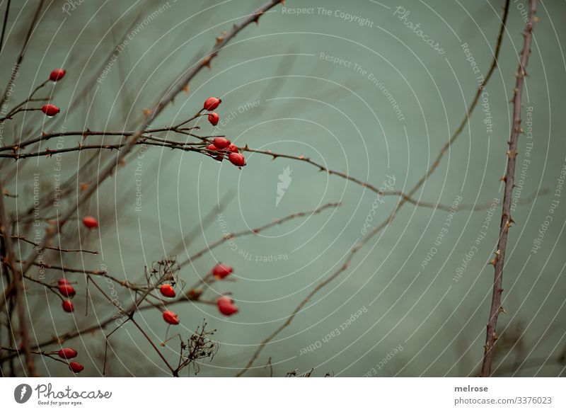 rote Beeren, Natur, Melancholie Lifestyle Stil Winter schlechtes Wetter Pflanze Baum Blatt Zweige u. Äste Wald Regen trist hängen Traurigkeit dunkel kalt nass