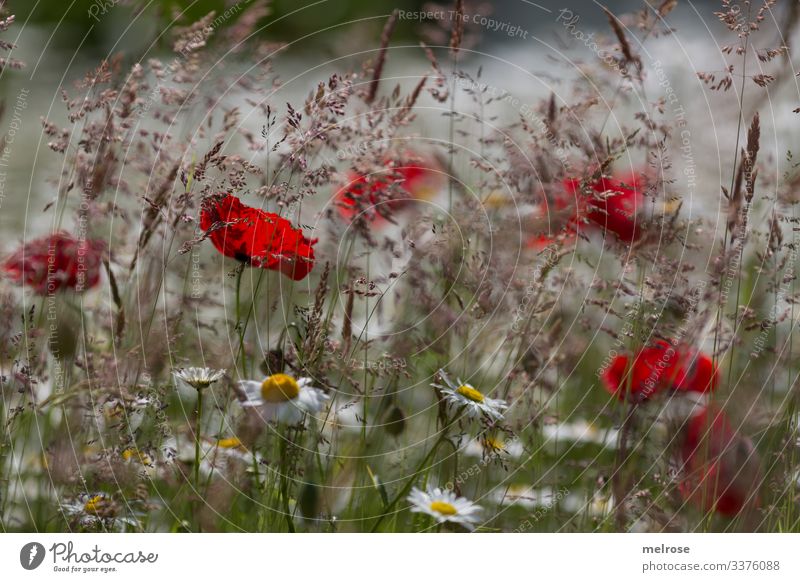 Farbtupfer Mohn, Blumenwiese, Margeritenwiese, blühende Gräser Lebensmittel elegant Stil Design Natur Pflanze Sommer Sommerwiese Klatschmohn Blütenblätter