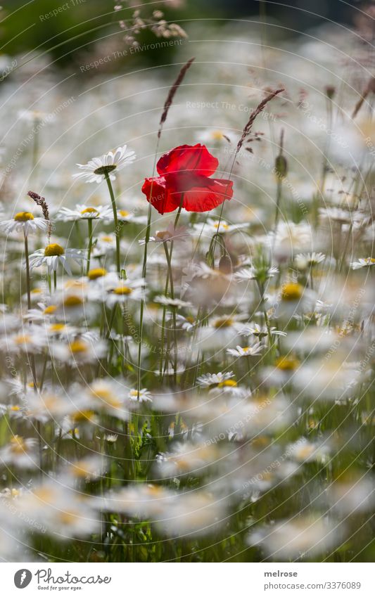 Farbtupfer Mohn, Blumenwiese, Margeritenwiese Lebensmittel elegant Stil Design Natur Pflanze Sommer Sommerwiese Klatschmohn blühende Gräser Blütenblätter