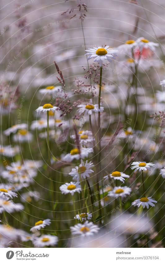 Margeritenwiesen, Sommerwiese elegant Stil Design Natur Pflanze Blumenwiese blühende Gräser Blütenblätter Erholung träumen grün gelb Lebensfreude Farbfoto