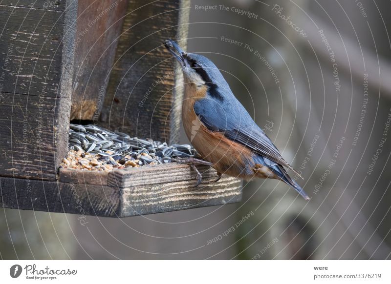 Nuthatch at a bird feeder house Natur Tier 1 klein niedlich Birdseed animal birdhouse branches feathers feeding fly food foraging forest forest bird nobody