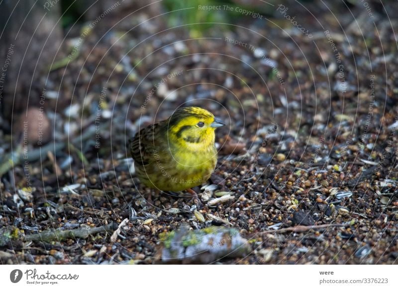 Yellowhammer looks for food on the forest floor Winter Natur Tier Wildtier Vogel 1 klein niedlich gelb Goldammer animal bird copy space cuddly cuddly soft