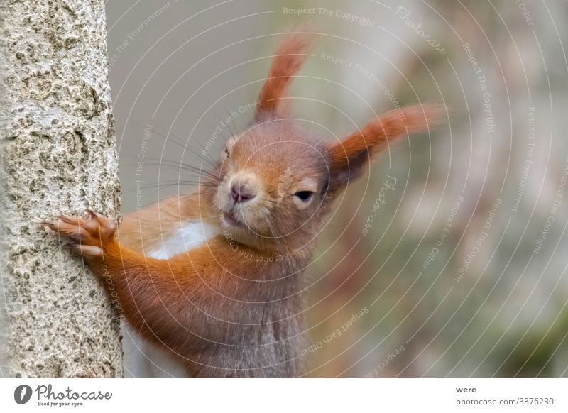 European brown squirrel Natur Tier Wildtier Eichhörnchen 1 kuschlig klein lustig niedlich weich animal branch branches copy space cuddly cuddly soft cute