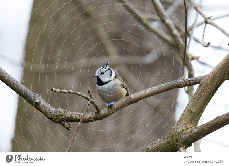 crested tit on a branch Winter Natur Tier Wildtier Vogel Haubenmeise Coolness exotisch klein Winterbird animal bird feeding branches cold copy space feathers