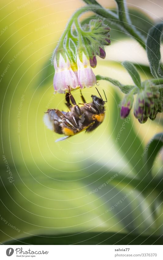 Hummel besucht Beinwellblüte Textfreiraum links Textfreiraum unten Menschenleer Außenaufnahme Farbfoto Freisteller Natur Tag grün Pflanze Makroaufnahme Sommer