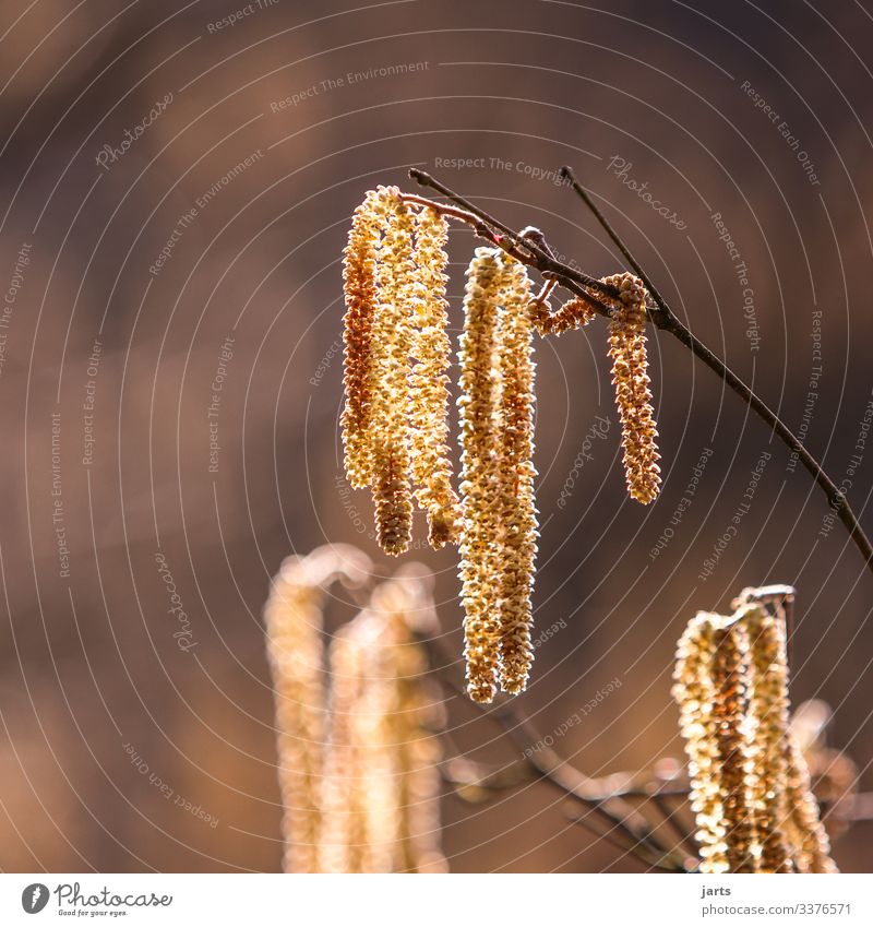 Haselnuss Blühtenstaub Allergie blühten Frühling Natur Pflanze Pollen gelb Pollenflug natürlich Schwache Tiefenschärfe Farbfoto Menschenleer