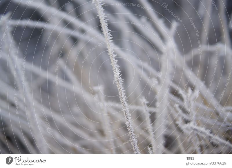 Frostiges Gras halm eisig gefroren Wintermorgen kalt Außenaufnahme Eis Natur weiß Farbfoto Jahreszeiten natürlich Pflanze Menschenleer Nahaufnahme