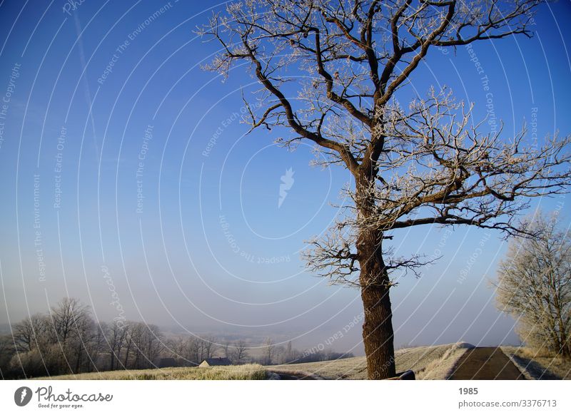 Baum im Winterfrost Winterlandschaft Wege & Pfade Frost Nebel Nebelschleier Menschenleer kalt Außenaufnahme Natur Wetter weiß Farbfoto Landschaft Feld Raureif