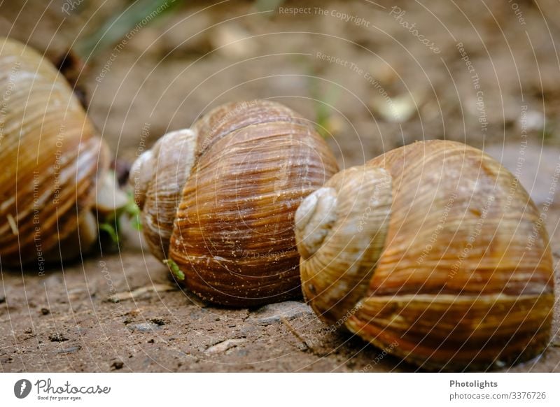 Schneckenversteck Umwelt Natur Tier Erde Sand Wiese Feld Wald Wege & Pfade Nutztier Wildtier 3 Tiergruppe schlafen braun gelb grau grün schwarz weiß