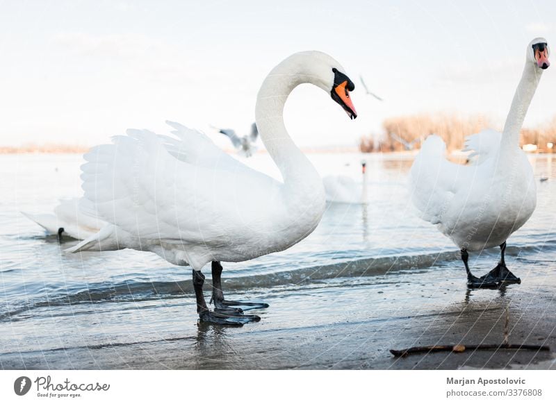 Weiße Schwäne am Flussufer bei Sonnenuntergang Tier Tiere Bank Strand Schnabel schön Schönheit Belgrad Vogel Vögel Europa Abend Feder Federn Schwarm Geflügel