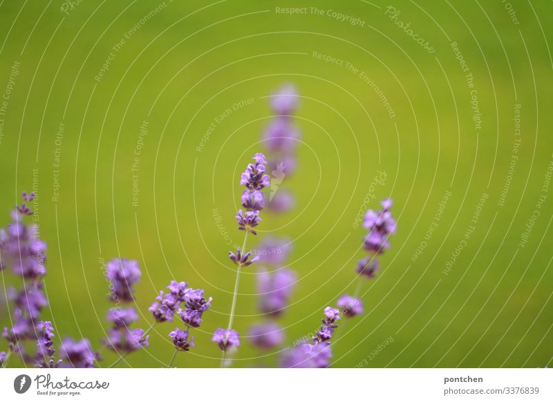 Nahaufnahme von Lavendelblüten vor grünem Hintergrund  (Gras) blumen natur umwelt schönheit lila gras Pflanze Außenaufnahme Farbfoto Duft Menschenleer