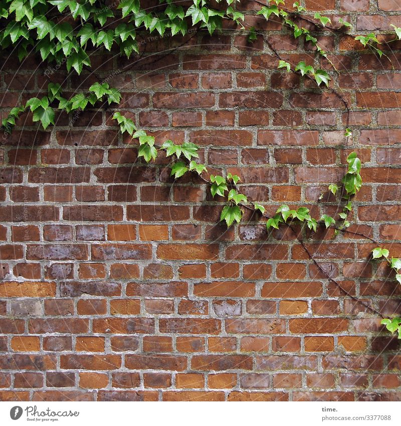 Verflechtungen (6) äste zweige natur kommunikation wachsen netzwerk verflechtung struktur urwüchsig sonnenlicht vegetation schattig haus urban fassade städtisch