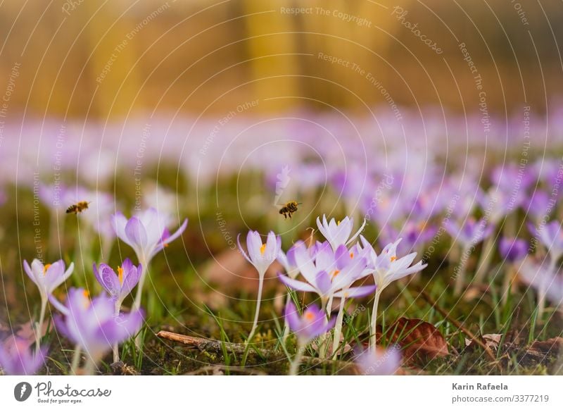 Frühlingserwachen Natur Pflanze Tier Schönes Wetter Blume Gras Blüte Krokusse Wiese Wildtier Biene 2 fliegen frisch Zusammensein nachhaltig niedlich grün