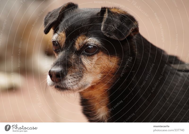 Alles Gute "blümchen36" Tier Haustier Hund 1 authentisch Freundlichkeit klein niedlich klug weich braun schwarz Farbfoto mehrfarbig Außenaufnahme Menschenleer