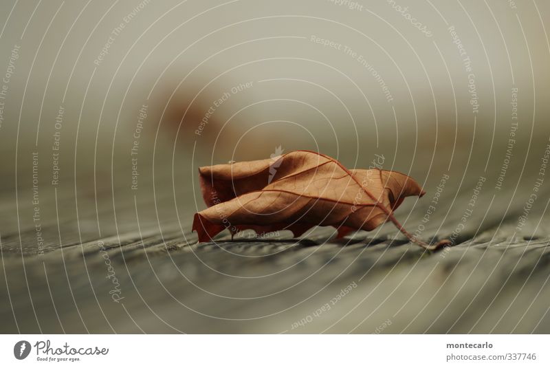 saisoneröffnung Umwelt Natur Pflanze Herbst Blatt Grünpflanze Wildpflanze alt dünn authentisch einfach natürlich trist trocken braun grau Farbfoto mehrfarbig