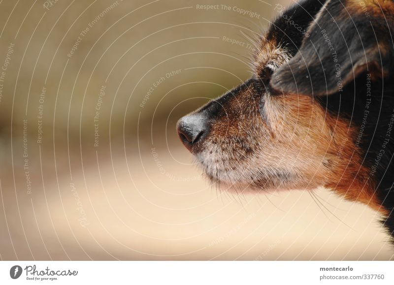 Mein Partner mit der kalten Schnauze Tier Haustier Hund 1 authentisch Freundlichkeit klein niedlich dünn braun schwarz Farbfoto mehrfarbig Außenaufnahme