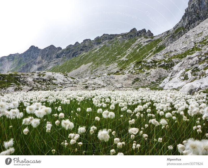 weiße Blumen vor Bergen berge Blumen Felsen Gipfel weiß grün Farbfoto Außenaufnahme Alpen Tag Menschenleer Berge u. Gebirge Landschaft Schönes Wetter