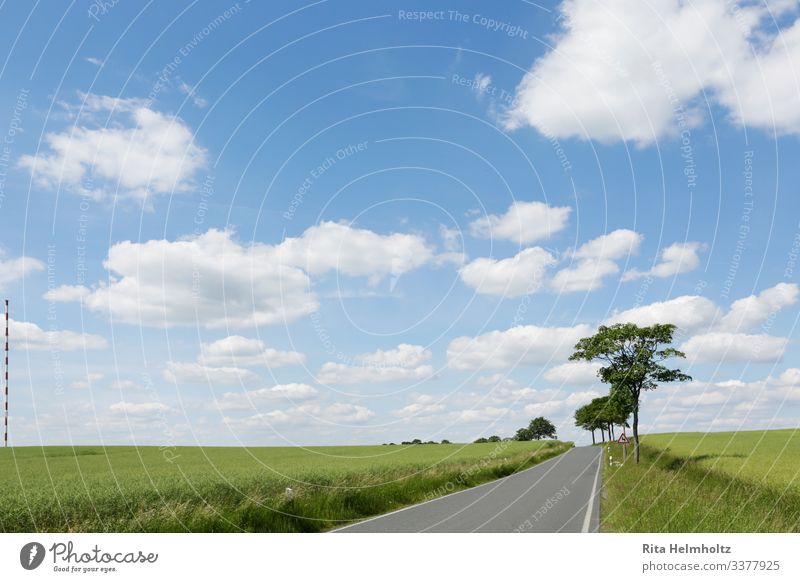 Strasse durch grüne Äcker Umwelt Natur Landschaft Pflanze Himmel Wolken Klima Schönes Wetter Baum Gras Nutzpflanze Feld Straße Wege & Pfade Fröhlichkeit frisch