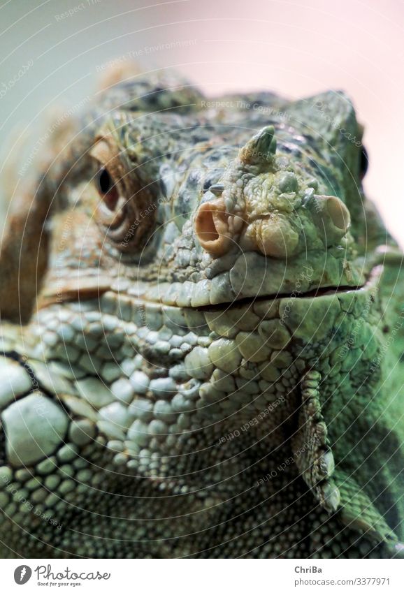 Leguan Umwelt Natur Tier Sand Klimawandel Haustier Wildtier Tiergesicht Leguane Terrarium 1 hocken Blick Fröhlichkeit natürlich Neugier niedlich Lebensfreude