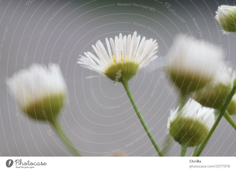 Gänseblümchen Umwelt Natur Pflanze Sonnenlicht Sommer Schönes Wetter Blume Grünpflanze Wildpflanze Garten Park Wiese Feld Blühend leuchten ästhetisch Duft