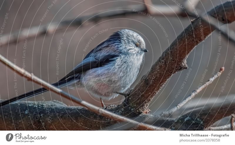 Schwanzmeise im Baum Natur Tier Sonne Sonnenlicht Schönes Wetter Zweige u. Äste Wildtier Vogel Tiergesicht Flügel Krallen Meisen Kopf Auge Schnabel Feder