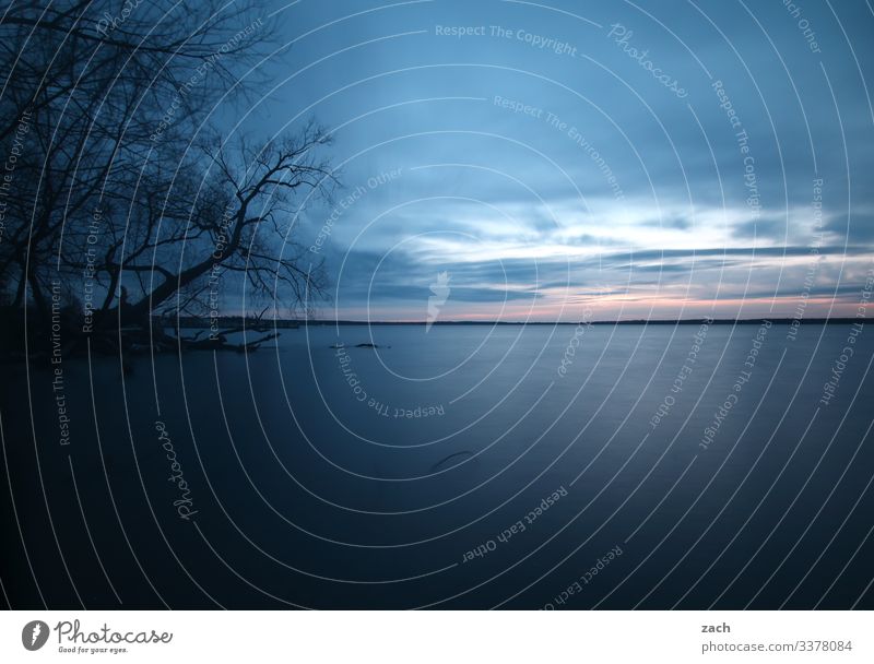 Früher Vogel Natur Wasser Himmel Seeufer Baum Ast Großer Müggelsee Berlin Friedrichshagen Köpenick maritim blau grau Horizont Ferne Farbfoto Gedeckte Farben