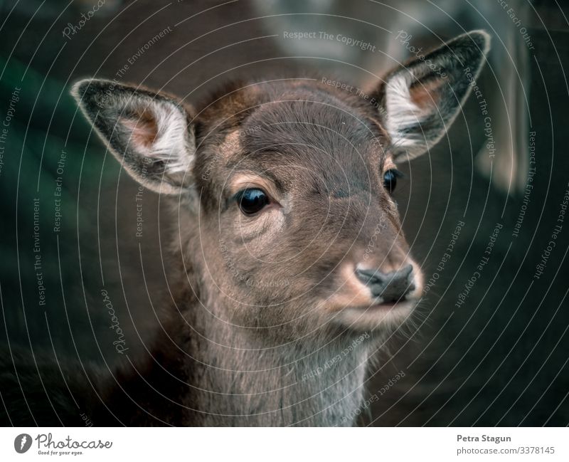 Dammhirsch Umwelt Natur Tier Wildtier Tiergesicht Fell 1 beobachten nah natürlich wild braun grün Tierliebe Dammwild Wald Waldtier Reh Rehauge Farbfoto