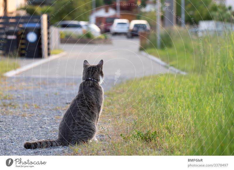 Gefahr für die Katze? Häusliches Leben Natur Pflanze Gras Garten Wiese Feld Deutschland Kleinstadt Stadtrand Straße Wege & Pfade PKW Tier Haustier 1 Blick