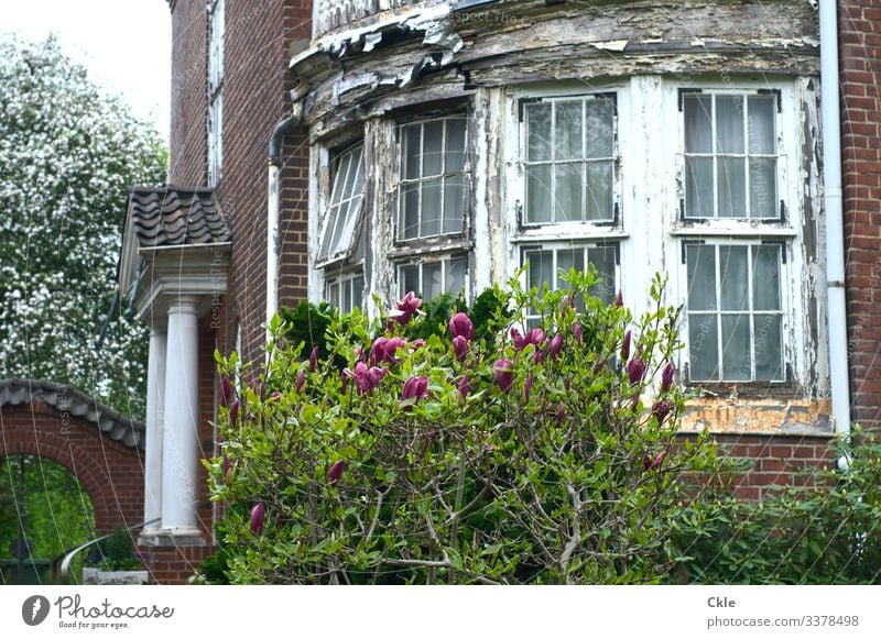 Fassade Gärtnern Handwerker Gartenarbeit Wirtschaft Pflanze Baum Blume Hamburg Haus Einfamilienhaus Traumhaus Park Mauer Wand Fenster Tür Säule Regenrinne Stein