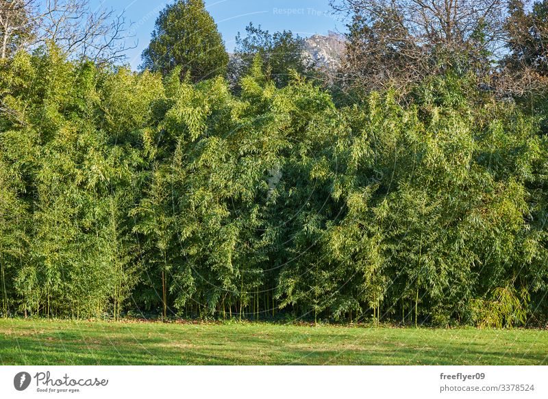 Bambusplantage voller Blätter Schonung grün Gras Natur Pflanzen Japanisch Blatt Kultur Garten tropisch Hintergrund Zen Frische Baum Asien Wachstum Wald