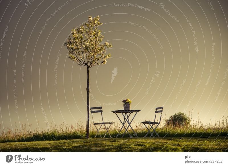 freisitz Natur Landschaft Sonnenaufgang Sonnenuntergang Sommer Schönes Wetter Pflanze Baum Gras Blüte Topfpflanze Apfelbaum Garten Park Wiese Feld Horizont