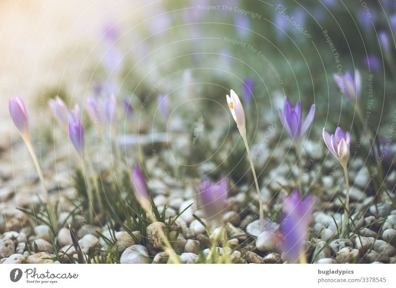 Lilane und weiße Krokusse wachsen auf einem Kiesweg und werden von links oben von der Sonne angstrahlt Garten Natur Pflanze Frühling Schönes Wetter Blüte