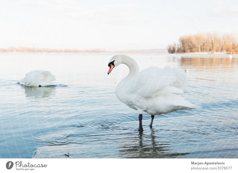 Weiße Schwäne am Flussufer bei Sonnenuntergang Umwelt Natur Tier Wasser Teich See Belgrad Serbien Europa Wildtier Vogel Schwan 2 Tiergruppe Schwimmen & Baden