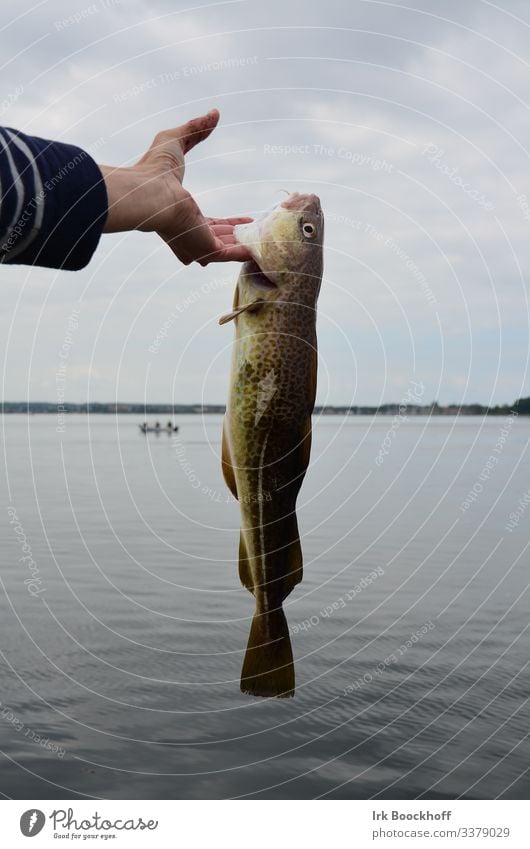 Dorsch gefangen in der Ostsee Fisch Meeresfrüchte Angeln Ausflug Hand 1 Mensch Natur Wasser Schönes Wetter Küste Bucht Fjord Nordsee Tier Vorfreude Begeisterung