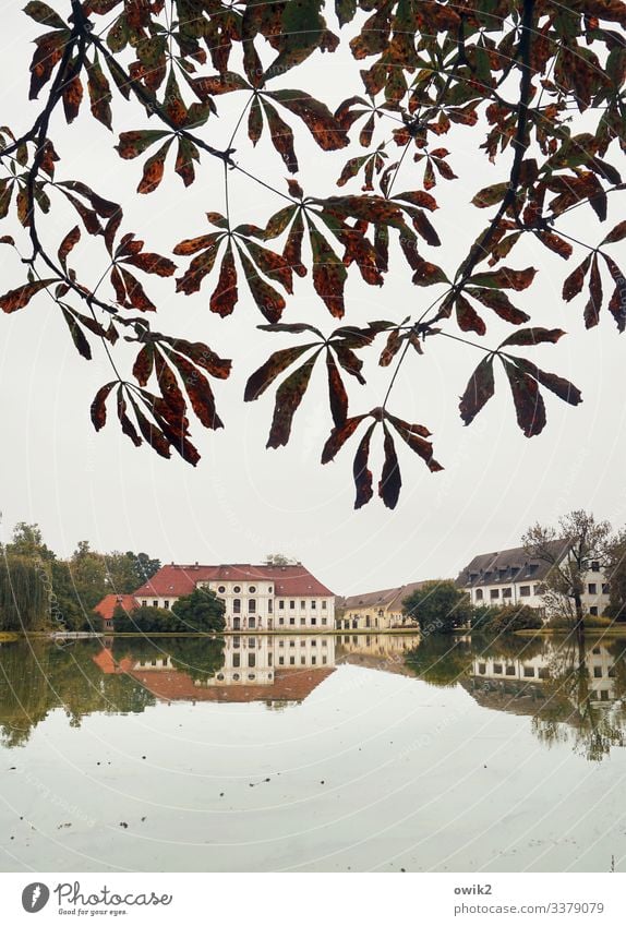 Schloss und Blätter Umwelt Natur Pflanze Wasser Horizont Herbst Schönes Wetter Baum Kastanienbaum Kastanienblatt Zweig Seeufer Teich Königswartha Lausitz