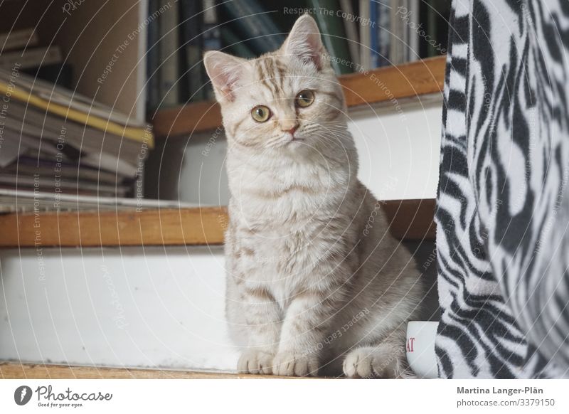 Ist was? Tier Haustier Katze 1 Neugier Farbfoto Gedeckte Farben Innenaufnahme Tag Zentralperspektive Tierporträt Blick in die Kamera