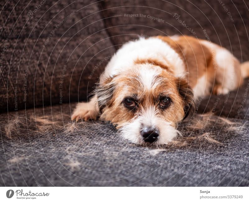 Hund inmitten von losen Haaren auf einem Sofa Tier Haustier Tiergesicht Fell Hundeauge 1 liegen Blick klein niedlich Tierliebe Ordnungsliebe Reinlichkeit