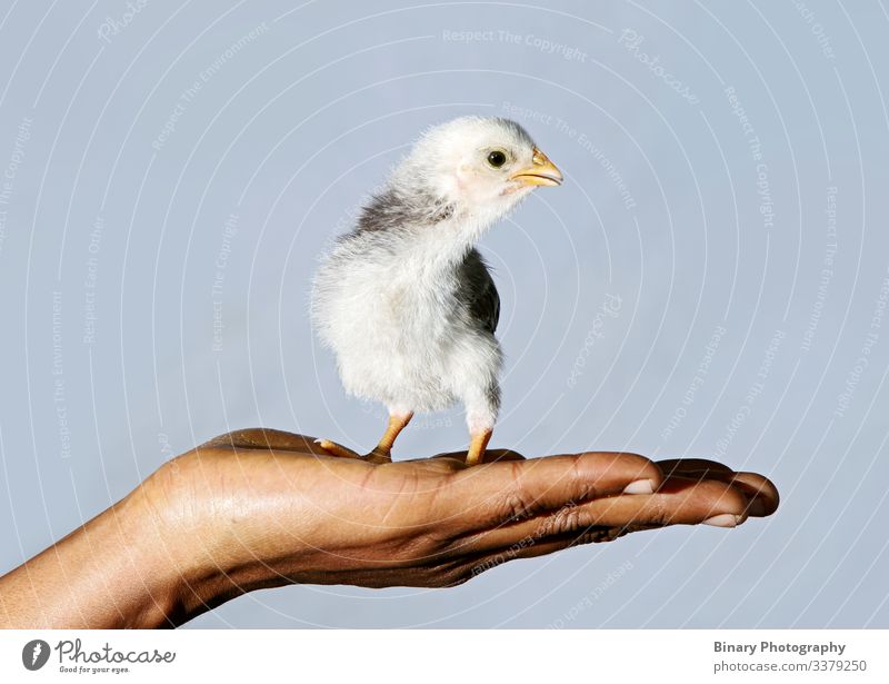 kleines Huhn mit Hand cichen wenig sparen Vogel Bild weißes Huhn