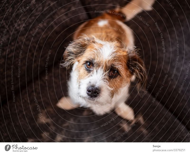 Fellpflege beim Hund Tier Haustier Tiergesicht Hundeauge 1 Sofa Haare & Frisuren Blick sitzen Ekel Tierliebe Reinlichkeit Sauberkeit Körperpflege Bürste