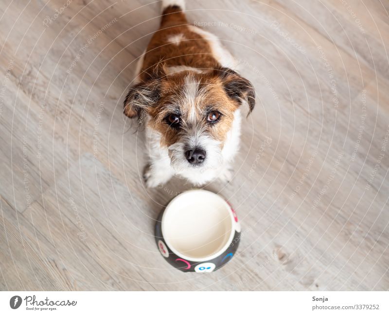 Hungriger Hund vor einem leeren Hundenapf Tier Haustier Tiergesicht Fell Hundeauge 1 Fressnapf Diät Fressen Vorfreude Tierliebe Appetit & Hunger Sorge betteln