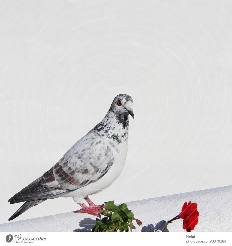 Taube sitzt auf einer Mauer vor weißem Hintergrund Blume Blatt Blüte Wand Tier 1 Blühend Blick stehen einzigartig grau grün rot schwarz Zufriedenheit Farbfoto