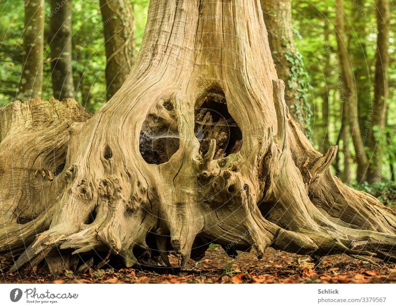 Maus wohnt in alter Wurzel Natur Landschaft Tier Wald 1 fantastisch klein schön braun grün schwarz Häusliches Leben Baumwurzel Versteck Holz Bilderrätsel