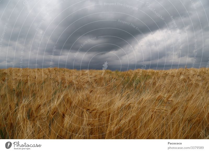 Reduziert auf Himmel und Kornfeld. Querformat – der Horizont befindet sich in der Mitte des Bildes. Ein Sturm zieht auf. Die brauen, reifen Ähren wippen im Wind.