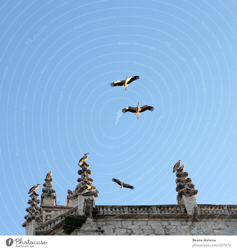 Es sind fruchtbare Zeiten angesagt Ferien & Urlaub & Reisen Tourismus Sommerurlaub Sonne Natur Tier Sonnenlicht Schönes Wetter Spanien Haus Dach Vogel Storch