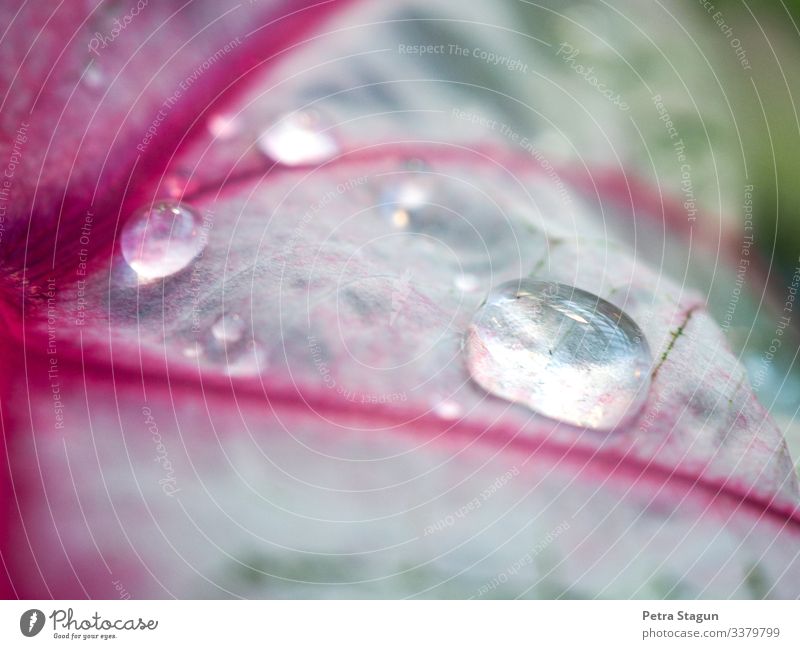 Tropfen Umwelt Natur Pflanze Wasser Wassertropfen Sommer Regen Blatt Grünpflanze exotisch Blühend ästhetisch glänzend schön nass rosa weiß Zimmerpflanze